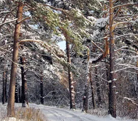31 декабря 2016 года вступил в силу новый Лесной кодекс Республики Беларусь. фото
